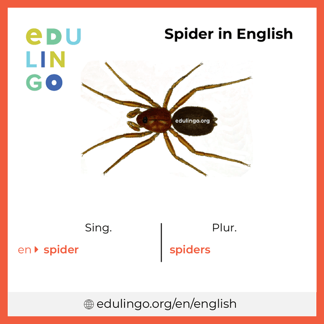 Spider in English vocabulary picture with singular and plural for download and printing