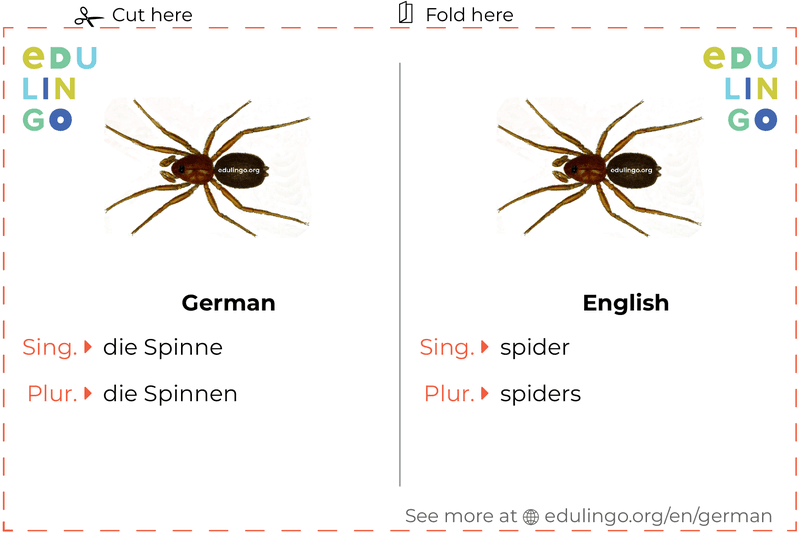 Spider in German vocabulary flashcard for printing, practicing and learning