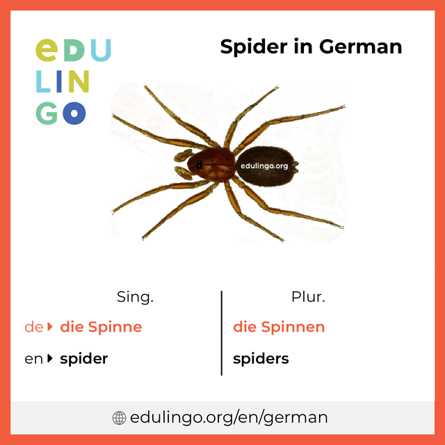 Spider in German vocabulary picture with singular and plural for download and printing