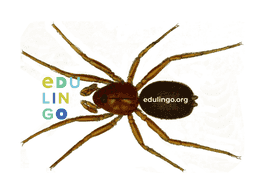 Thumbnail: Spider in German