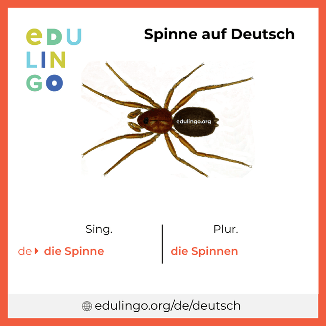 Spinne auf Deutsch Vokabelbild mit Singular und Plural zum Herunterladen und Ausdrucken