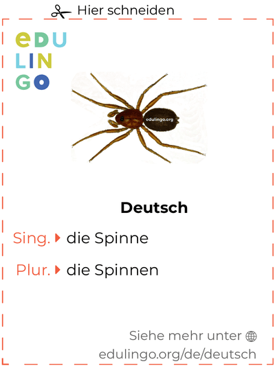 Spinne auf Deutsch Vokabelkartei zum Ausdrucken, Üben und Lernen