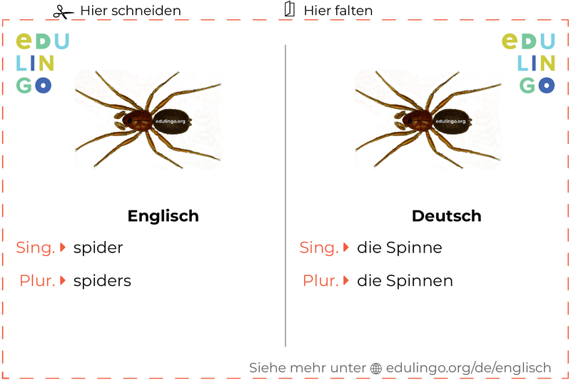 Spinne auf Englisch Vokabelkartei zum Ausdrucken, Üben und Lernen