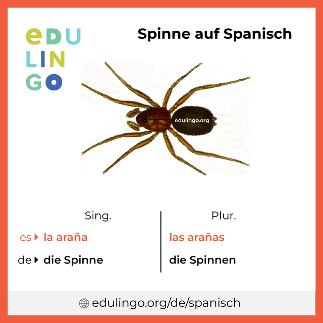 Spinne auf Spanisch Vokabelbild mit Singular und Plural zum Herunterladen und Ausdrucken