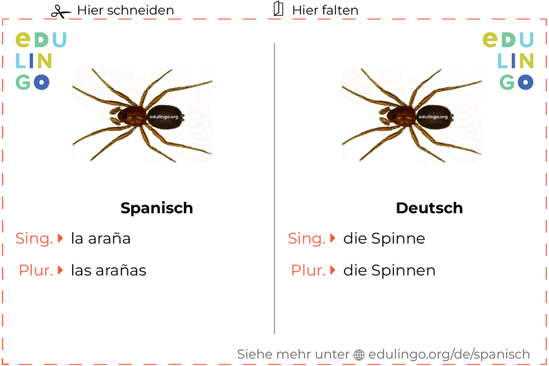 Spinne auf Spanisch Vokabelkartei zum Ausdrucken, Üben und Lernen