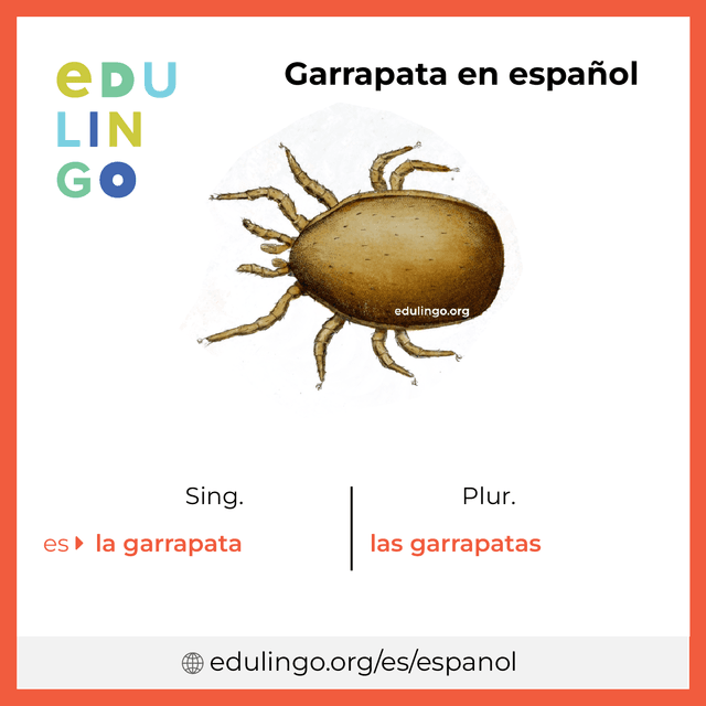 Imagen de vocabulario Garrapata en español con singular y plural para descargar e imprimir