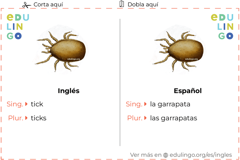 Ficha de Vocabulario Garrapata en inglés para imprimir, practicar y aprender
