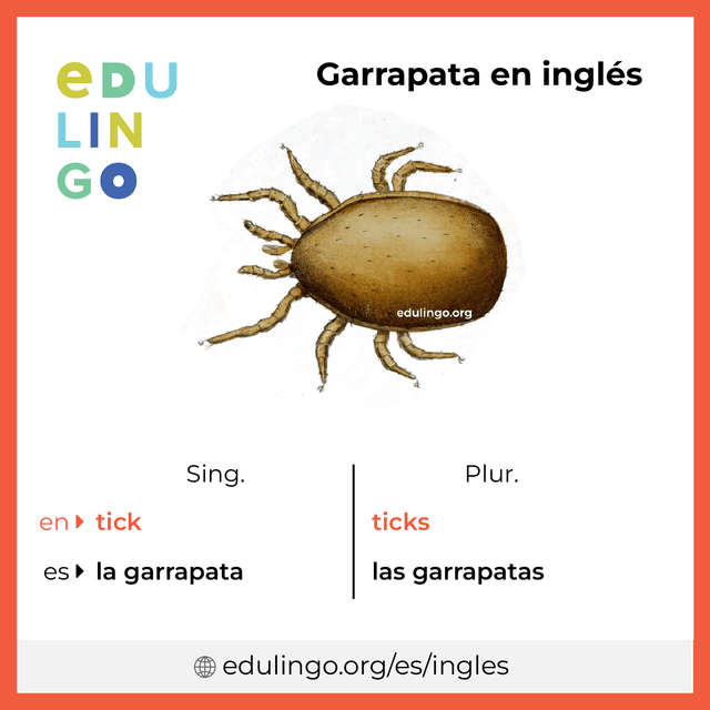 Imagen de vocabulario Garrapata en inglés con singular y plural para descargar e imprimir