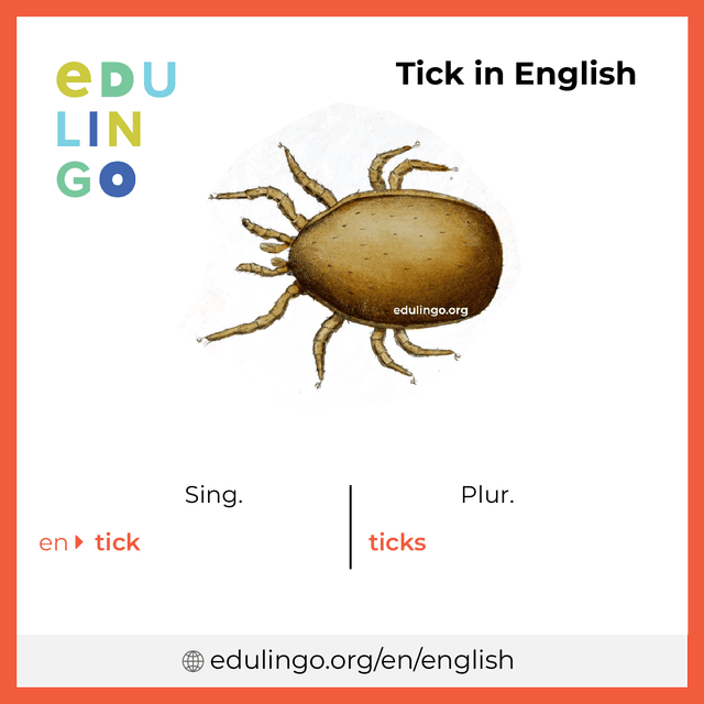 Tick in English vocabulary picture with singular and plural for download and printing