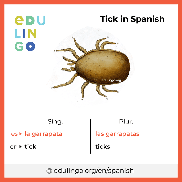 Tick in Spanish vocabulary picture with singular and plural for download and printing