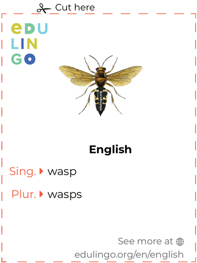 Wasp in English vocabulary flashcard for printing, practicing and learning