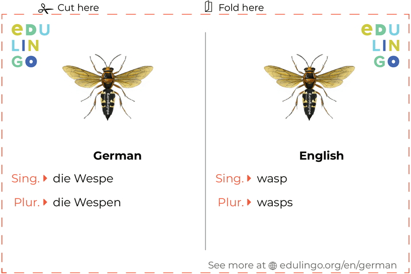 Wasp in German vocabulary flashcard for printing, practicing and learning