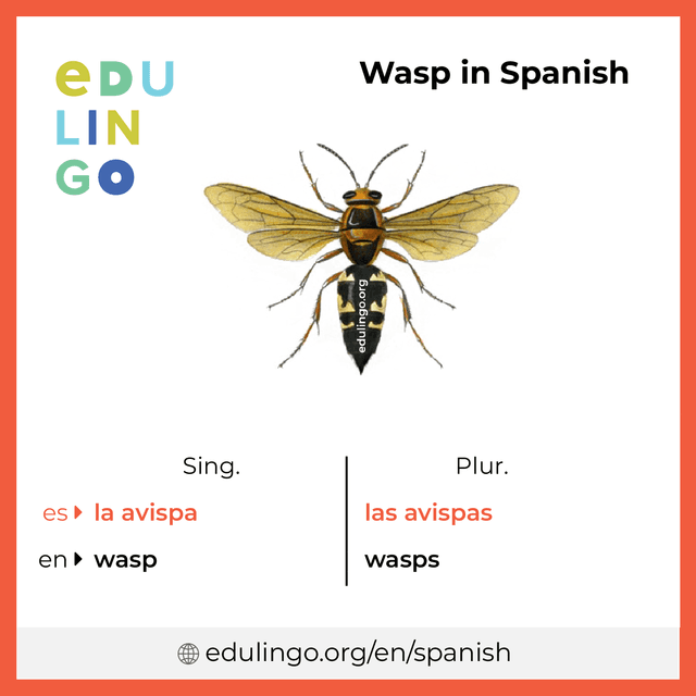 Wasp in Spanish vocabulary picture with singular and plural for download and printing