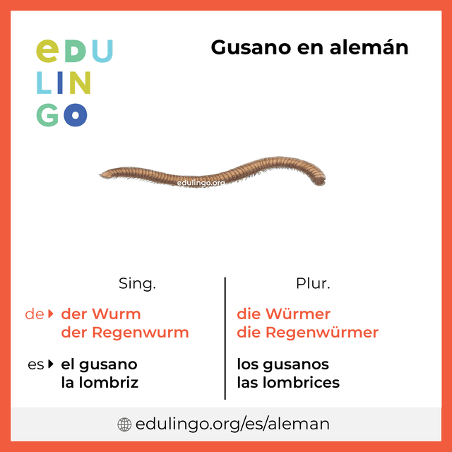Imagen de vocabulario Gusano en alemán con singular y plural para descargar e imprimir