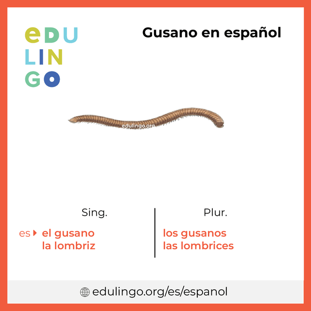 Imagen de vocabulario Gusano en español con singular y plural para descargar e imprimir