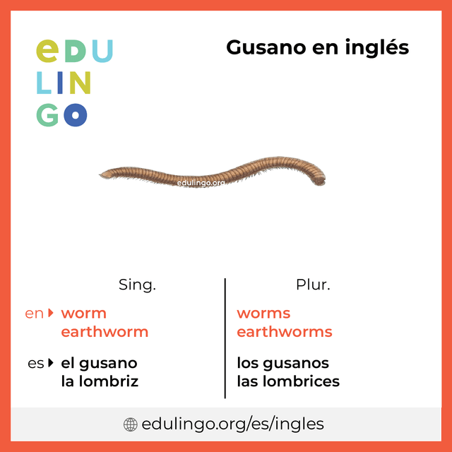 Imagen de vocabulario Gusano en inglés con singular y plural para descargar e imprimir