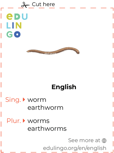 Worm in English vocabulary flashcard for printing, practicing and learning