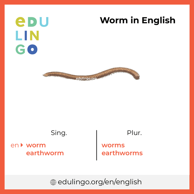 Worm in English vocabulary picture with singular and plural for download and printing