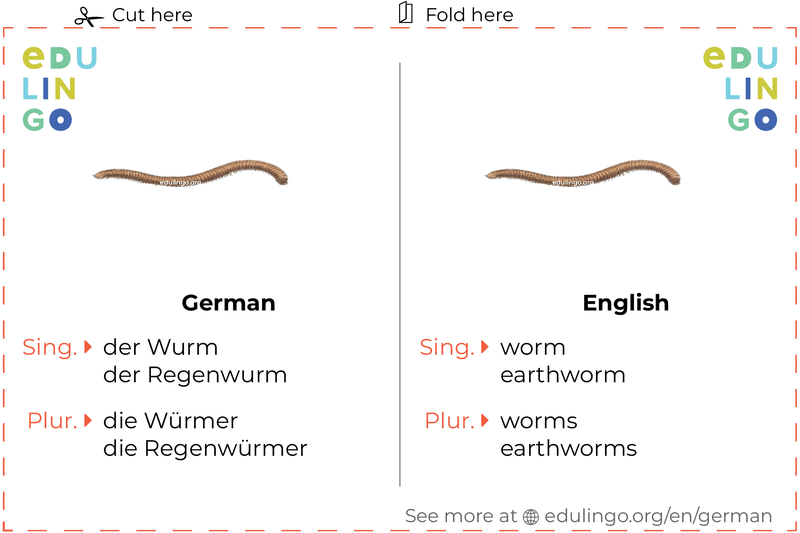 Worm in German vocabulary flashcard for printing, practicing and learning