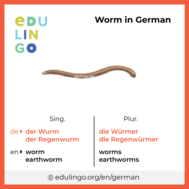 Worm in German vocabulary picture with singular and plural for download and printing