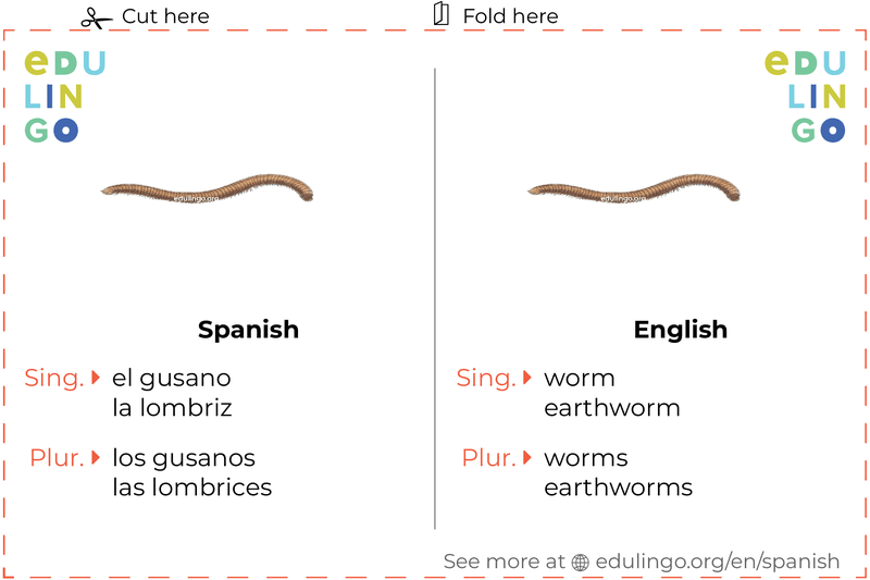 Worm in Spanish vocabulary flashcard for printing, practicing and learning