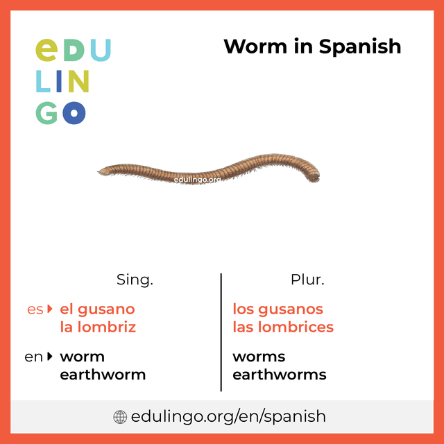 Worm in Spanish vocabulary picture with singular and plural for download and printing
