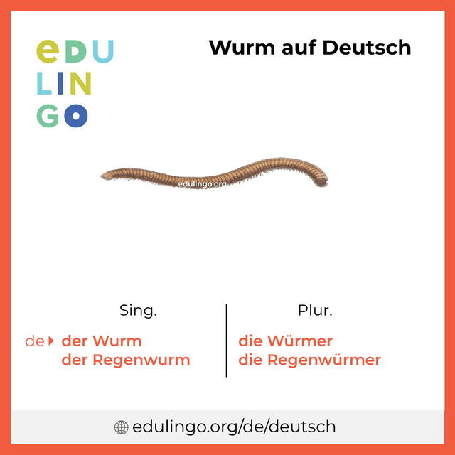 Wurm auf Deutsch Vokabelbild mit Singular und Plural zum Herunterladen und Ausdrucken