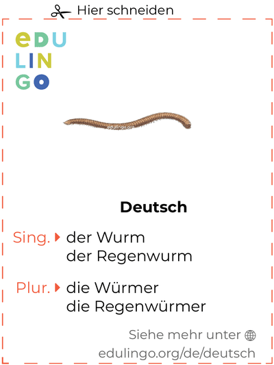 Wurm auf Deutsch Vokabelkartei zum Ausdrucken, Üben und Lernen