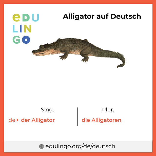 Alligator auf Deutsch Vokabelbild mit Singular und Plural zum Herunterladen und Ausdrucken