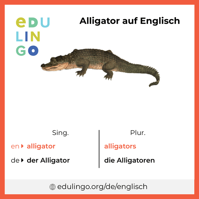 Alligator auf Englisch Vokabelbild mit Singular und Plural zum Herunterladen und Ausdrucken