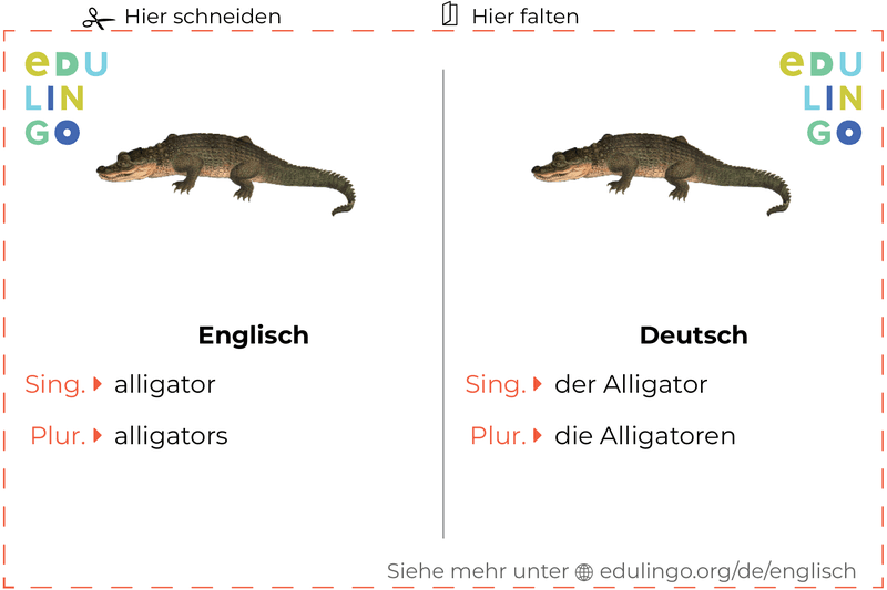 Alligator auf Englisch Vokabelkartei zum Ausdrucken, Üben und Lernen