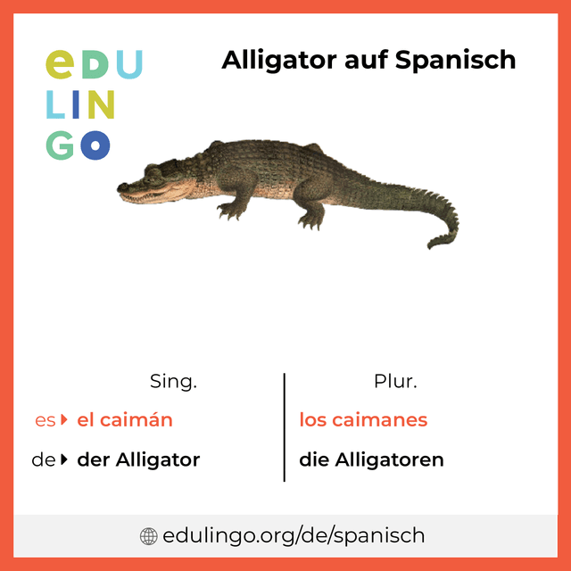 Alligator auf Spanisch Vokabelbild mit Singular und Plural zum Herunterladen und Ausdrucken