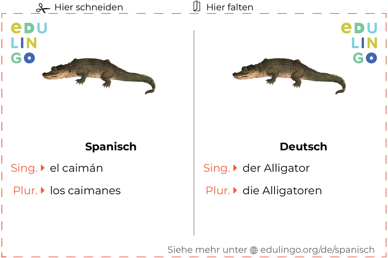 Alligator auf Spanisch Vokabelkartei zum Ausdrucken, Üben und Lernen