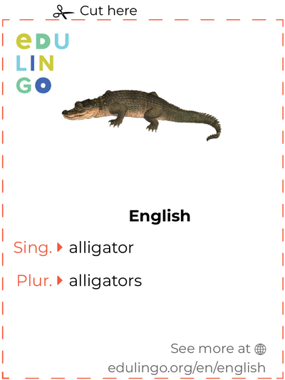 Alligator in English vocabulary flashcard for printing, practicing and learning