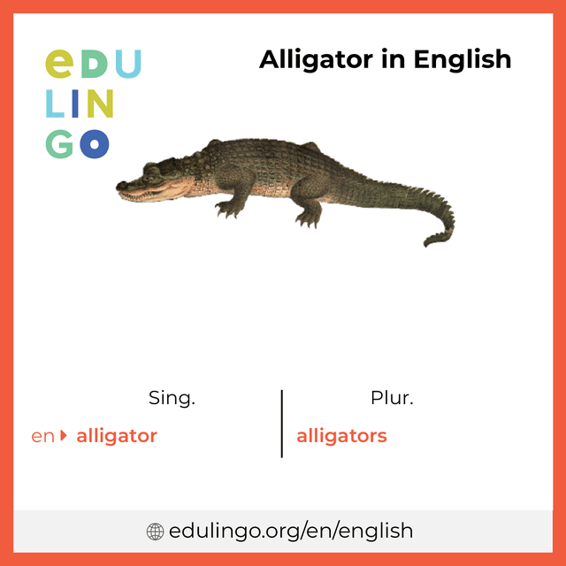 Alligator in English • Writing and pronunciation (with pictures)