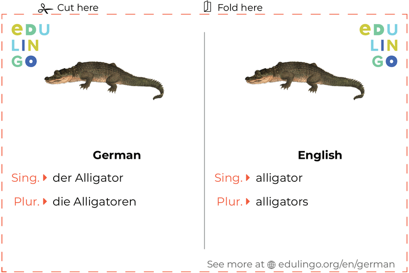 Alligator in German vocabulary flashcard for printing, practicing and learning