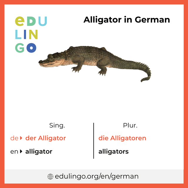 Alligator in German vocabulary picture with singular and plural for download and printing