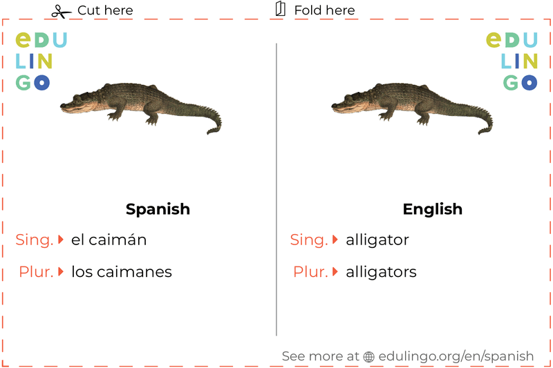 Alligator in Spanish vocabulary flashcard for printing, practicing and learning