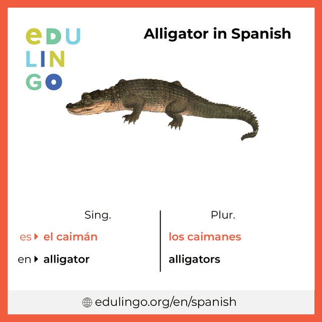 How to Say Alligator in Spanish?