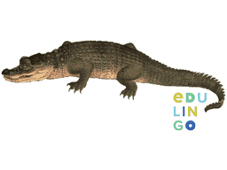 Thumbnail: Alligator in Spanish