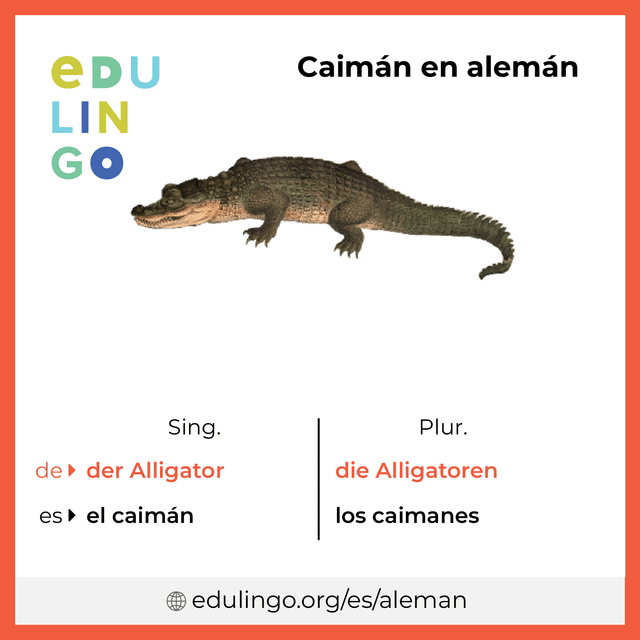 Imagen de vocabulario Caimán en alemán con singular y plural para descargar e imprimir