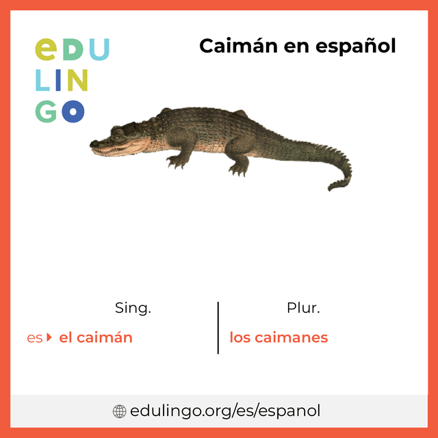 Imagen de vocabulario Caimán en español con singular y plural para descargar e imprimir