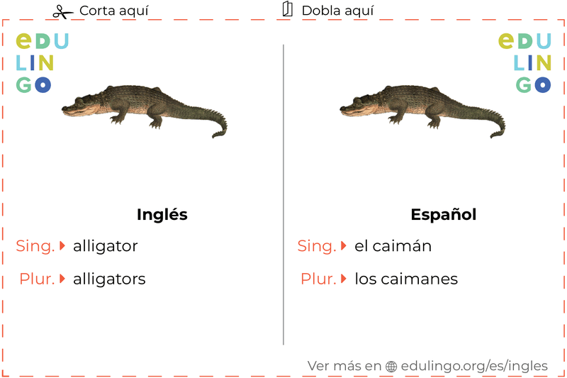 Ficha de Vocabulario Caimán en inglés para imprimir, practicar y aprender