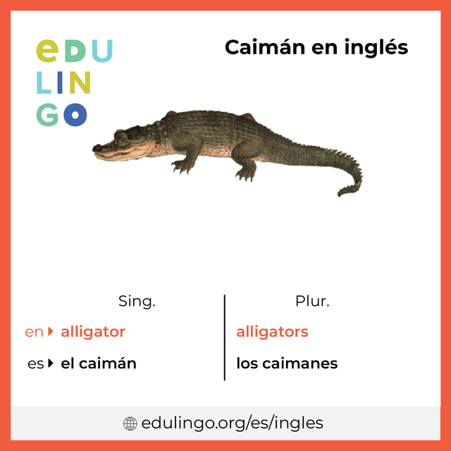 Imagen de vocabulario Caimán en inglés con singular y plural para descargar e imprimir