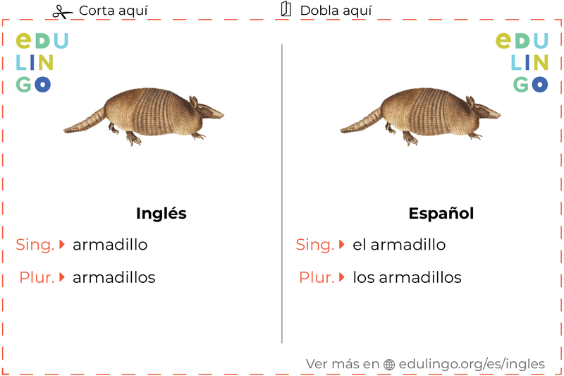 Ficha de Vocabulario Armadillo en inglés para imprimir, practicar y aprender