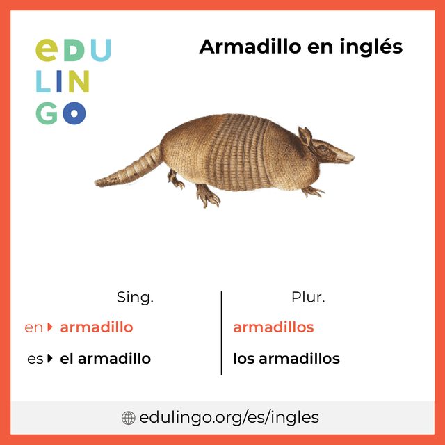 Imagen de vocabulario Armadillo en inglés con singular y plural para descargar e imprimir