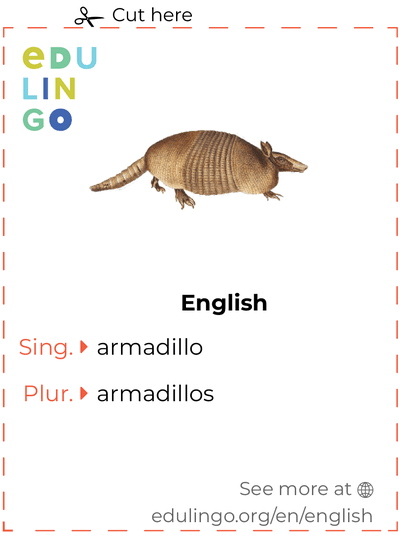 Armadillo in English vocabulary flashcard for printing, practicing and learning