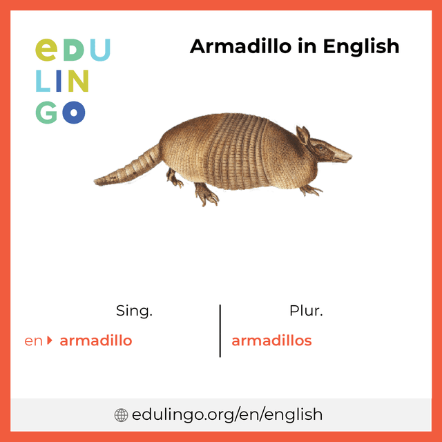 Armadillo in English vocabulary picture with singular and plural for download and printing