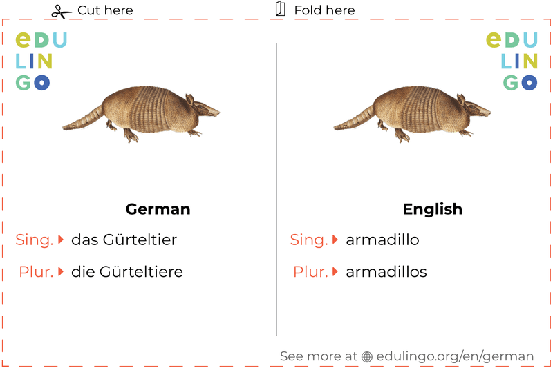Armadillo in German vocabulary flashcard for printing, practicing and learning