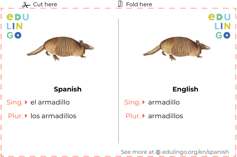 Armadillo in Spanish vocabulary flashcard for printing, practicing and learning